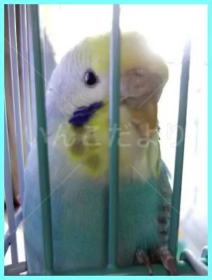 コメントの画像