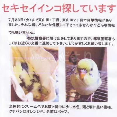 コメントの画像
