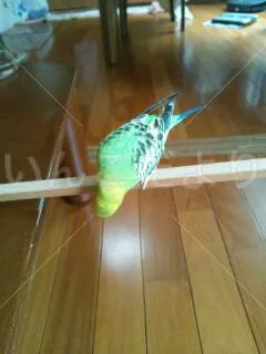 コメントの画像