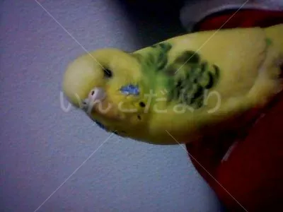 コメントの画像