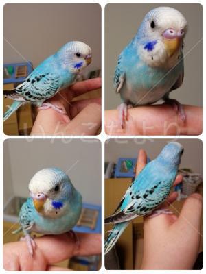 コメントの画像