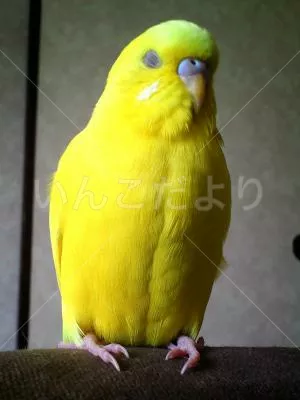 コメントの画像