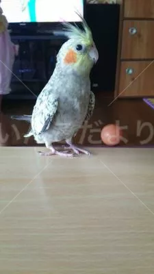 コメントの画像