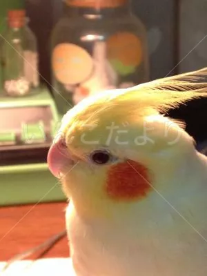 コメントの画像