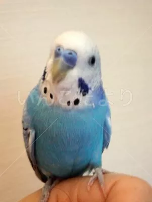 コメントの画像