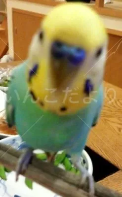 コメントの画像