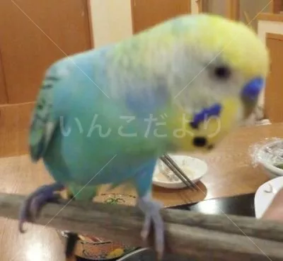 コメントの画像