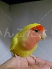 コメントの画像