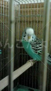 コメントの画像