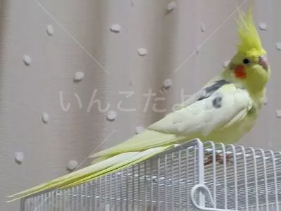 コメントの画像