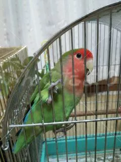 コメントの画像