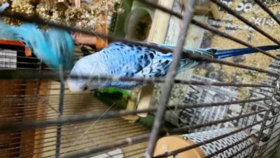 コメントの画像