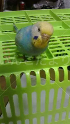 コメントの画像