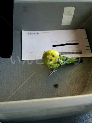 コメントの画像