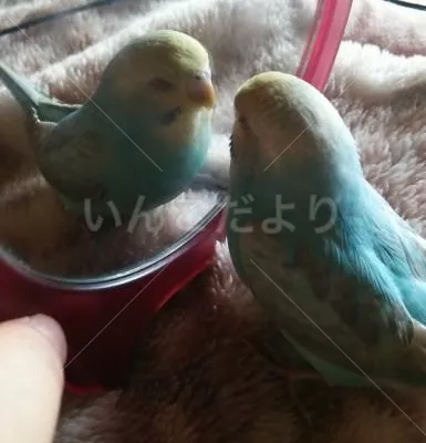 コメントの画像