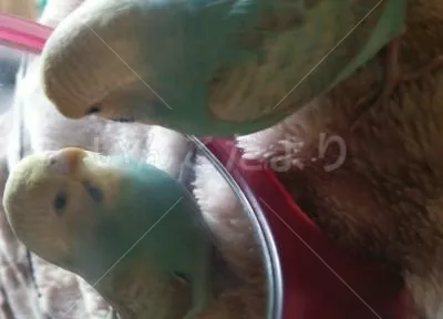 コメントの画像