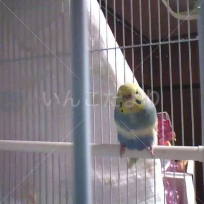 コメントの画像