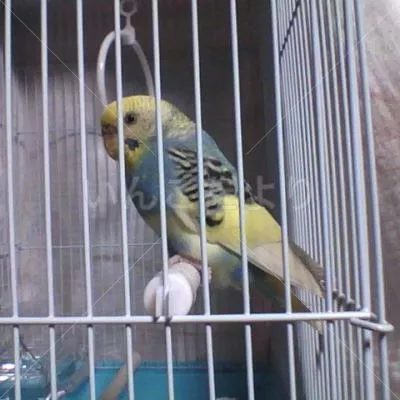 コメントの画像