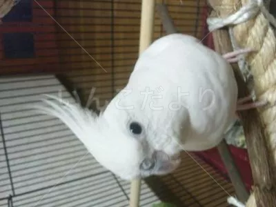 コメントの画像