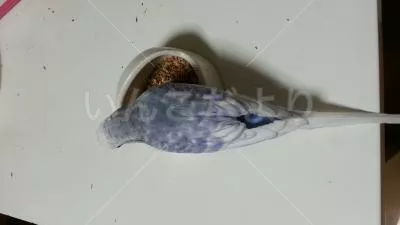 コメントの画像