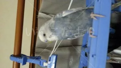 コメントの画像