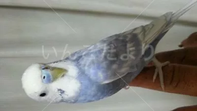 コメントの画像