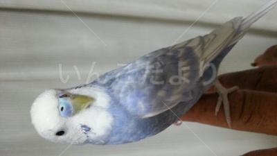 コメントの画像