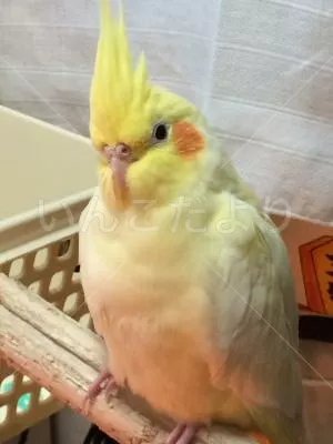 コメントの画像