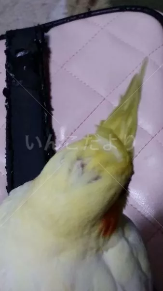 コメントの画像