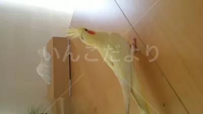 コメントの画像