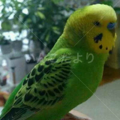 コメントの画像