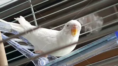 コメントの画像