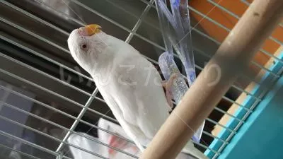 コメントの画像