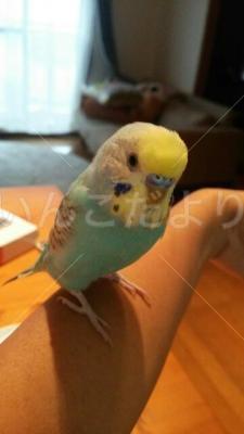 コメントの画像