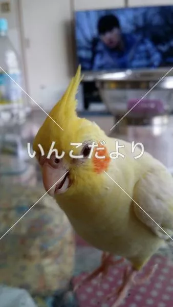 コメントの画像