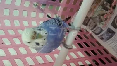 コメントの画像