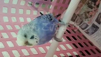 コメントの画像