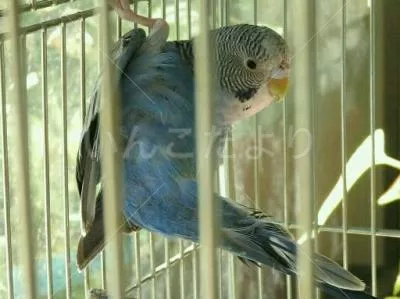 コメントの画像