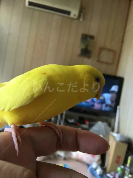 コメントの画像