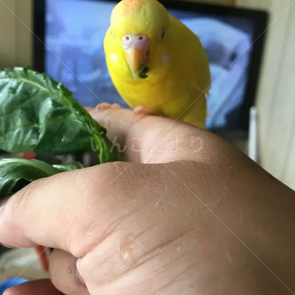 コメントの画像