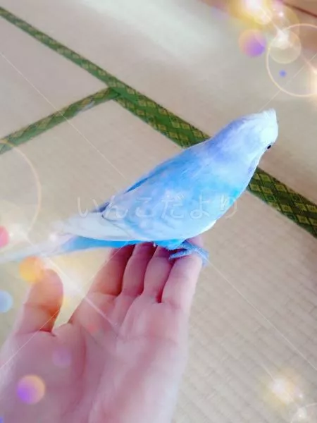 コメントの画像