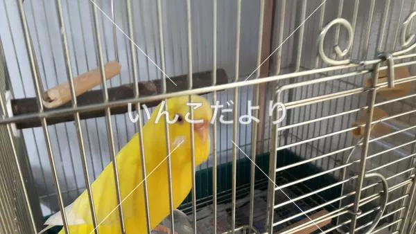 コメントの画像