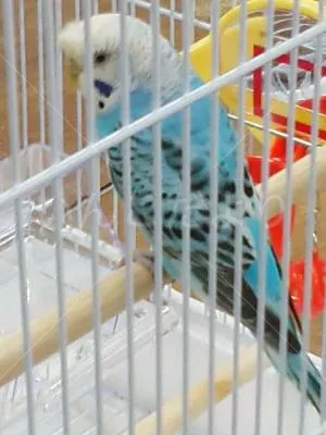 コメントの画像