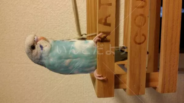 コメントの画像