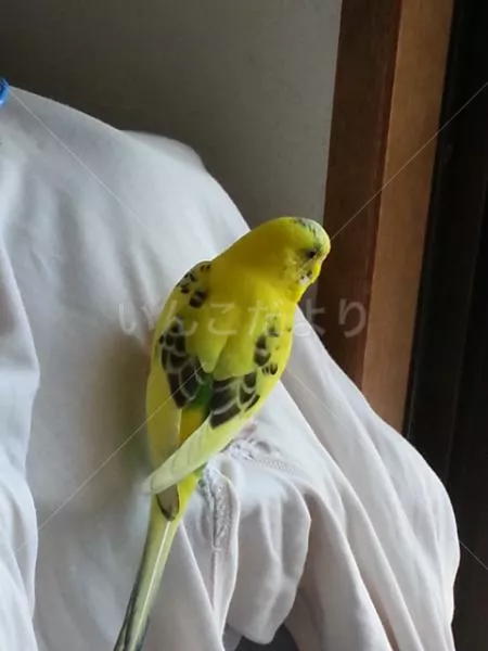 コメントの画像