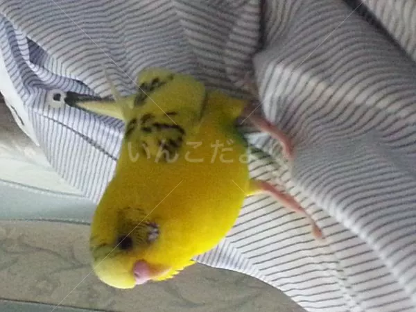 コメントの画像