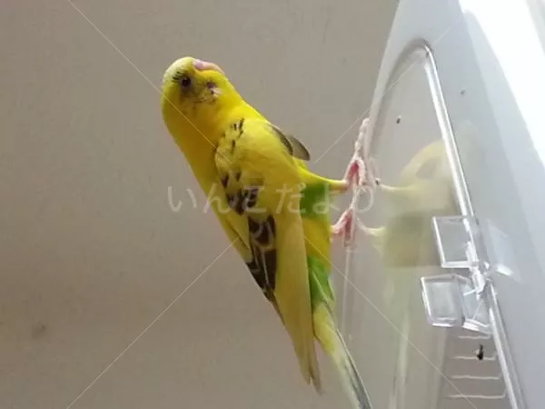 コメントの画像