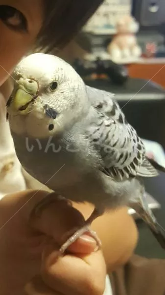 コメントの画像