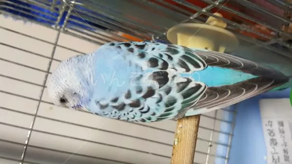 コメントの画像