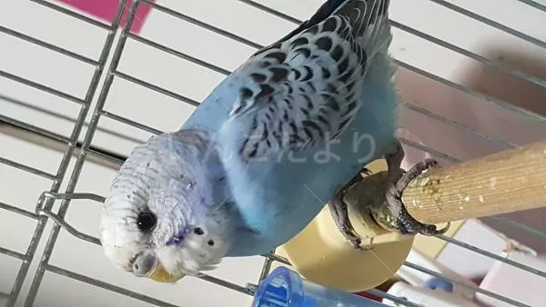 コメントの画像